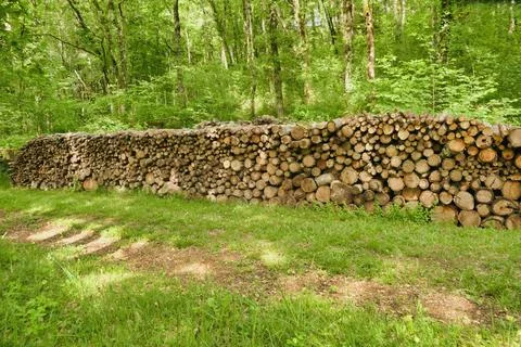 Log pile in the woods. Фото