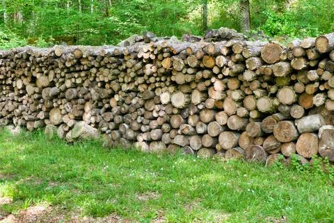 Log pile in the woods. Fotos Stock