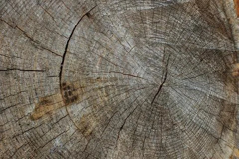 Log of pine Stock Photos