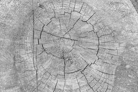 Log of pine Stock Photos