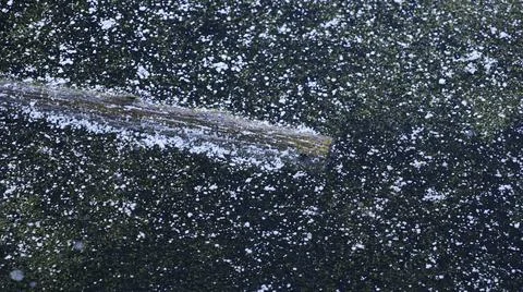 Log in Pond Covered with Ice Close-up Stock Photos
