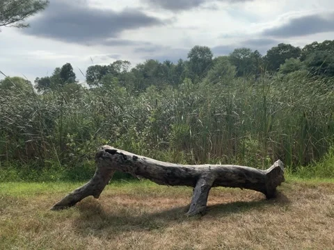 Log by a Pond Stock Footage 214093703