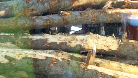 Log of poplar in a Sawmill.detail,4K Video stock 128317232