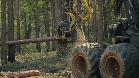 Log Processing By Professional Woodworking Equipment For Industrial Forestry Stock Footage 279658938