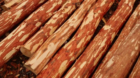 Log production plant processing chips Stock Footage 61034705