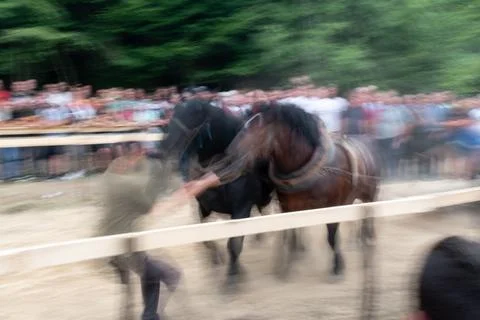 Log pulling event with horses Foto stock