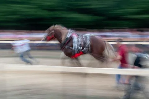 Log pulling event with horses Stock Photos