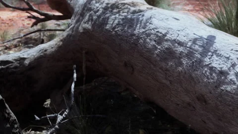 Log resting on ground in a natural setting with dry grass Stock Footage 344403141