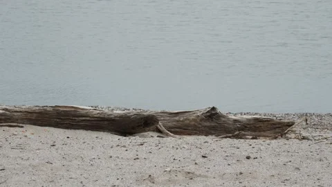 Log Resting on Sandy Beach Stock Footage 262214796