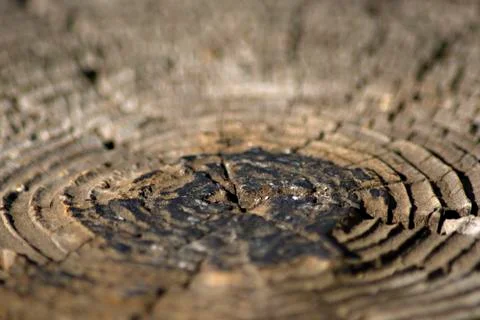 Log of the Rings 写真素材