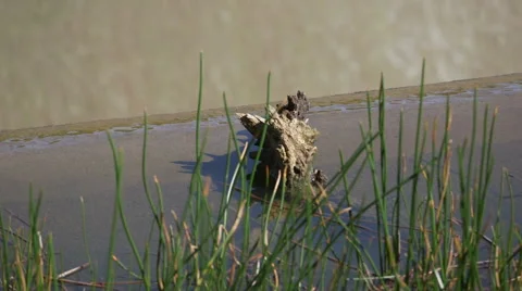 Log in river with grasses in the foreground Stock Footage 41244968