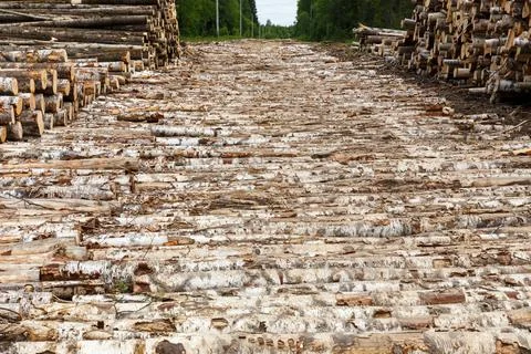 Log road in the forest Stock Photos