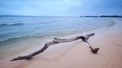 Log on the sandy beach Stock Footage 104824534