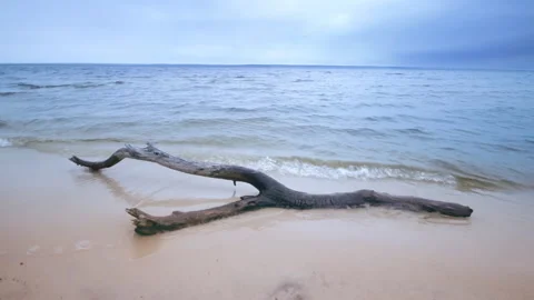 Log on the sandy beach Stock Footage 104824542