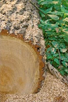 Log, sawdust, forest Stock Photos