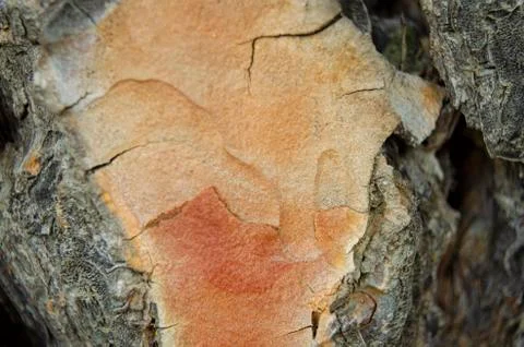 A log scratch Stock Photos