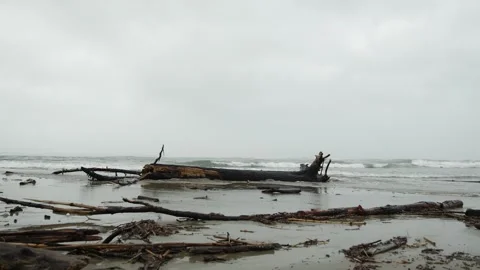 A log by the sea Stock Footage 301835509