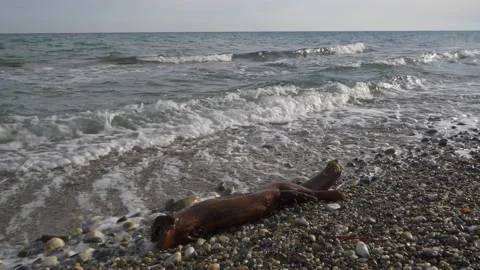 Log seaside Stock Footage 155347795