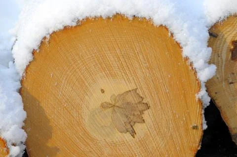 On the log shape of a maple leaf Stock Photos