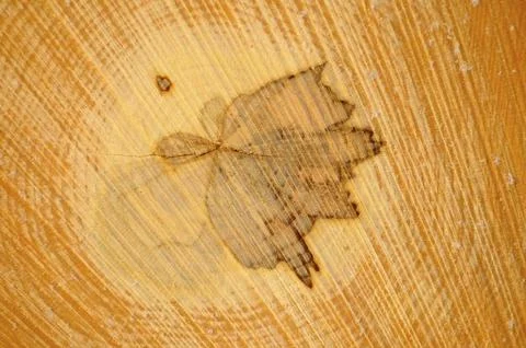 On the log shape of a maple leaf Stock Photos