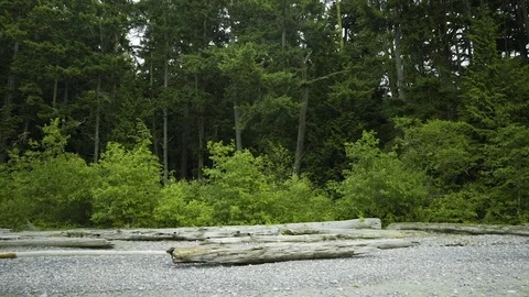 Log on shore in Deception Pass Bridge State Park Washington Stock Footage 73527168