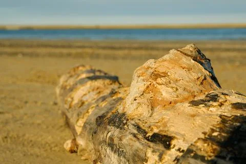 Log on the shore Stock Photos