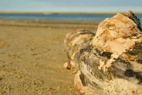 Log on the shore Stock Photos