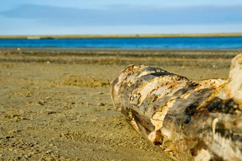 Log on the shore Stock Photos
