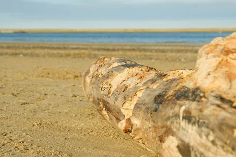 Log on the shore Stock-Fotos