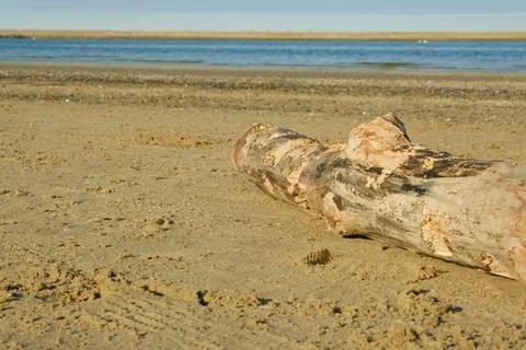 Log on the shore 写真素材