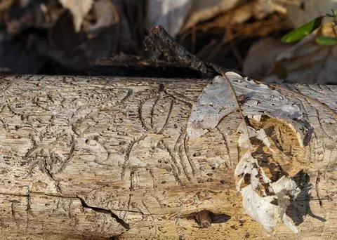 Log Shows Signs of Attack Foto stock