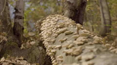 Log Shrooms Stock Footage 300999171