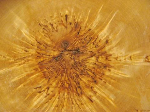 Log slice of the tree, wood structure. Tree trunk cross section with rings th Stock Photos