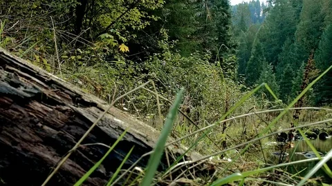 Log in small wet forest stream McKenzie River Valley Oregon 51 Stock Footage 81763603