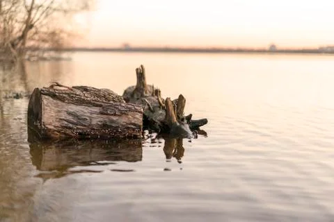 Log, a snag in the river at sunset Stock-Fotos