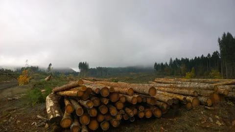 Log Stack on an Oregon timber farm Stock Photos