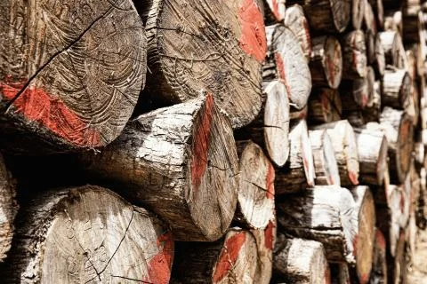 Log stacks along the forest. Stock Photos