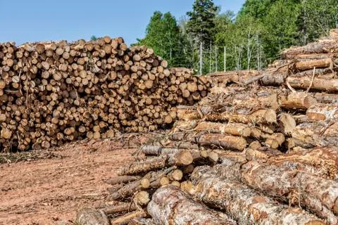 Log stacks Stock Photos