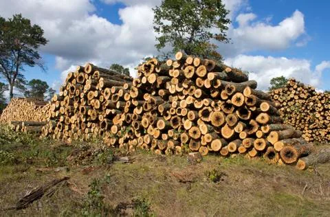 Log stacks 库存照片