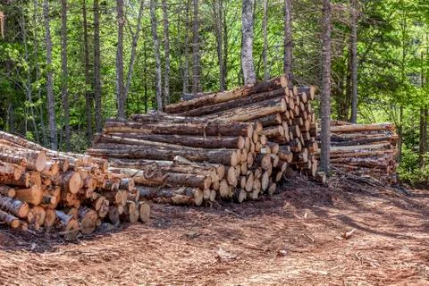 Log stacks Stock Photos