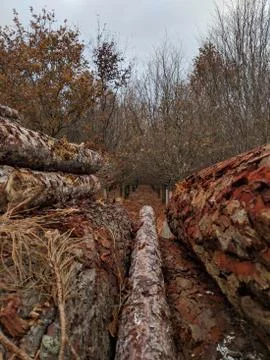 Log Stacks Pile Of Trees Log Stacks Stock Photos