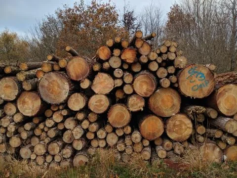 Log Stacks Pile Of Trees Stock Photos