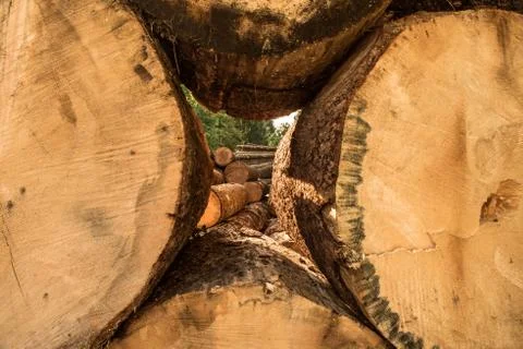 Log stacks in pine forest Stock Photos