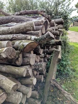 Log Stacks Trees Stock Photos