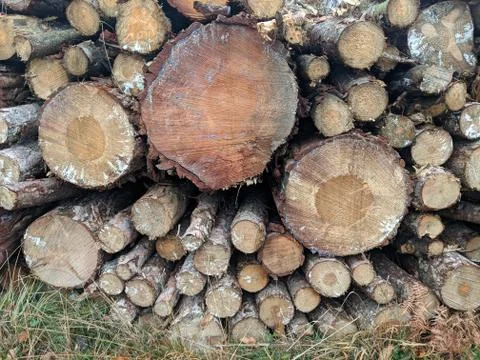 Log StacksFallen Trees Stock Photos