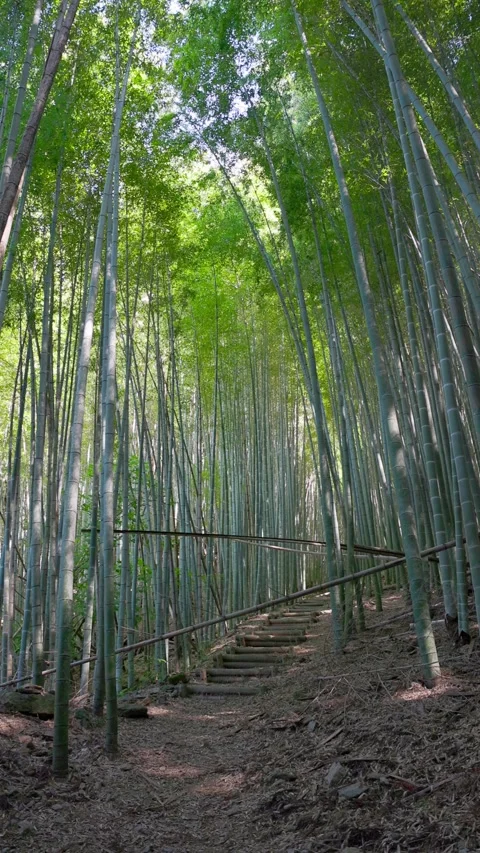 Log Steps Leading through a Bamboo Forest (Vertical) Stock-Footage 347272565