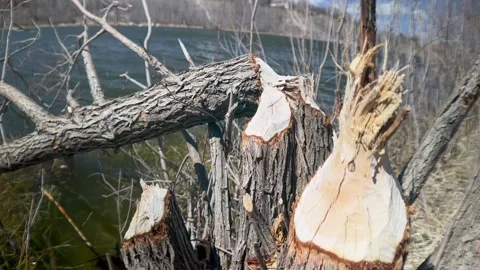 Log stumps chewed by beavers 库存影片 240255294