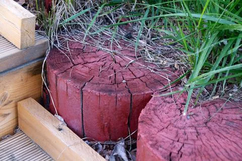 Log stumps on the garden path Stock Photos