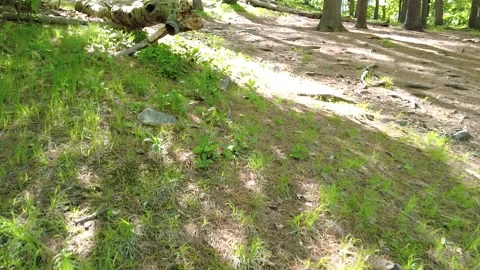 LOG - SUNLIGHT SHIMMER Stock Footage 194860832