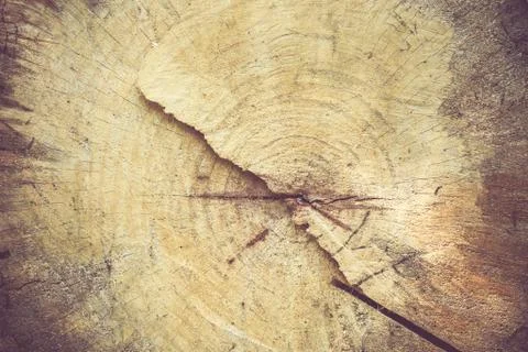 Log surface texture background Stock Photos